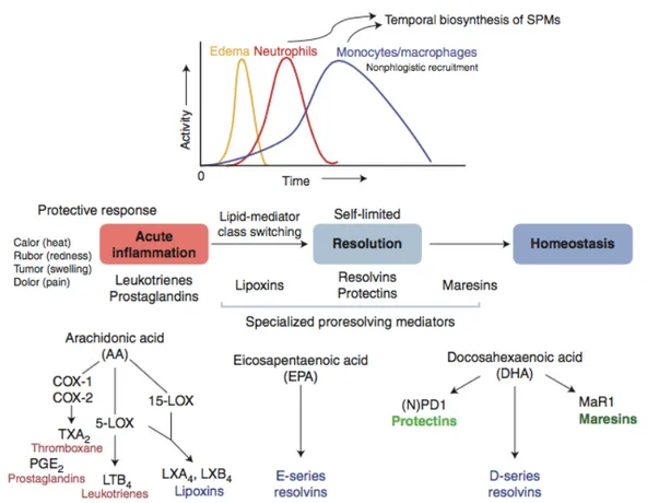 Figure 1.4. Les  phases  de  l’inflammation  et  les  voies  métaboliques  de  la  biosynthèse des médiateurs lipidiques impliqués dans l’inflammation