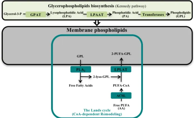 Figure 1.7. Schéma illustrant la biosynthèse et le remodelage CoA-dépendant des  glycérophospholipides