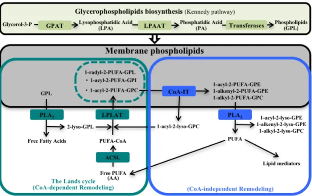 Figure 1.8. Schéma illustrant la biosynthèse et les remodelages CoA-dépendant et  CoA-indépendant des glycérophospholipides