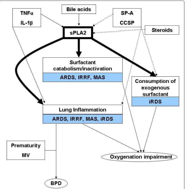 Figure 1 Possible involvements of sPLA2 pathway in the pathophysiology of critical respiratory diseases in infants