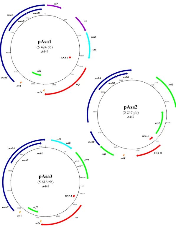 Figure 9 : Les trois plasmides cryptiques d'A. salmonicida ssp. salmonicida. 