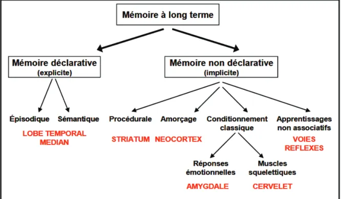 Fig. 1- Classification des systèmes de mémoire d’après Squire (41) 