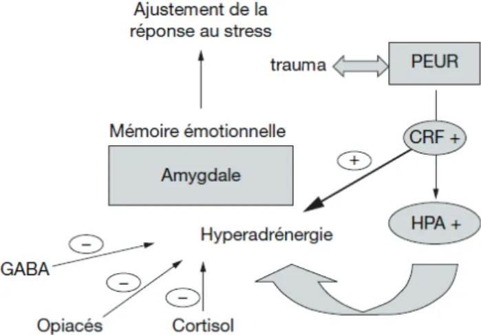 Fig. 2- Biologie du trauma dans un modèle de peur.|[extrait de Ducrocq et Vaiva, 2005 (31)]  