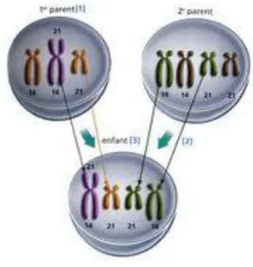 Figure 2: Phénomène de translocation déséquilibrée par fusion des chromosomes 14 et 21 