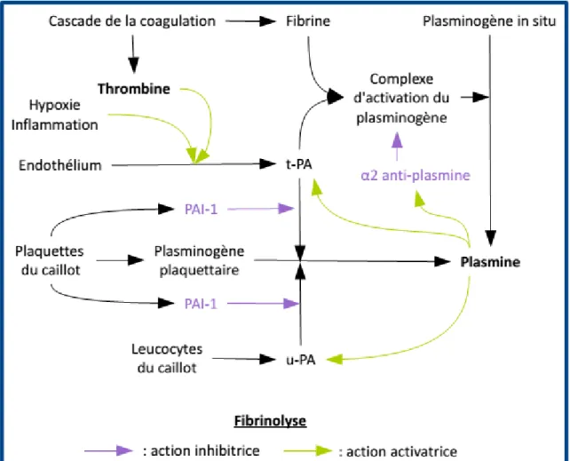 Figure 3 : Fibrinolyse 