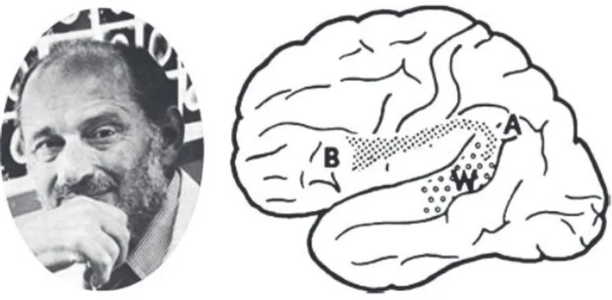 Figure I. Norman Geschwind (1926-1984) et sa représentation du réseau du langage publié  dans la revue Science en 1970 (d’après Catani et al