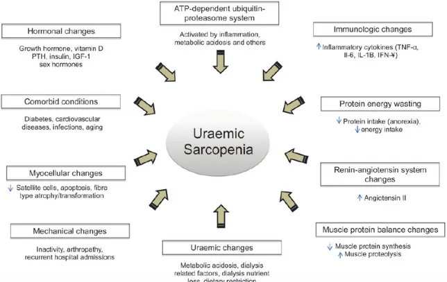 Figure 3: Facteurs étiologiques possiblement impliqués dans la sarcopénie urémique, d'après Fahal 2014 (30) 