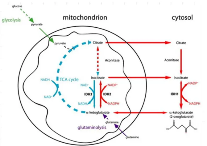 Figure 6: Réactions métaboliques catalysées par des enzymes de la famille IDH (89) 