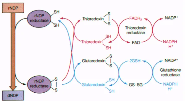 Figure 7: Rôle du NADPH pour la réduction de glutathion  et du système antioxydant thiorédoxine 