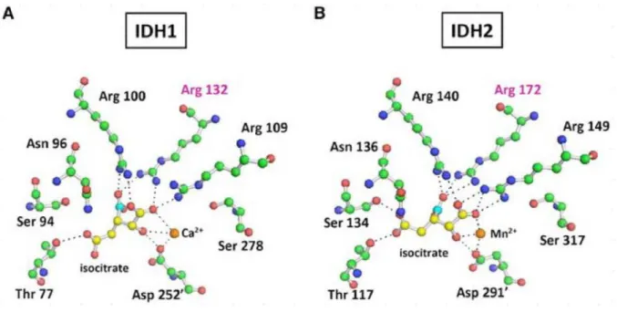 Figure 8: Mutations affectants IDH1 et IDH2 (102) 