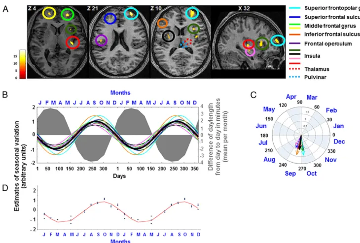 Fig. 3. Seasonal variations in executive brain activity. Display as in Fig. 2. (A) Significant (p corrected &lt; 0.05) seasonal variations in auditory three-back brain responses minus control task brain responses (simple letter detection)