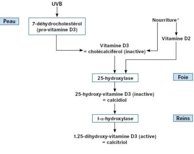 Figure 2 : Métabolisme de la vitamine D  19   