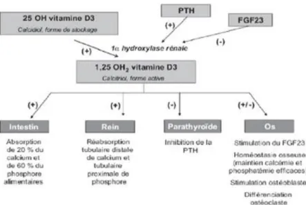 Figure 4 : Vitamine D, un acteur majeur en santé ? J. Bachetta and all. Archives de pédiatrie  2010 28   