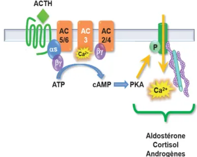 Figure 3 : Représentation des voies de signalisations mises en jeu par l’action de l’ACTH sur  les cellules corticosurrénaliennes (D’après Gallot-Payet N, MSA 2012) 