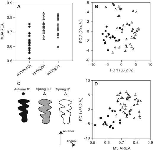 Fig. 2. Seasonal differences in the size and shape of the occlusal surface of third upper molars