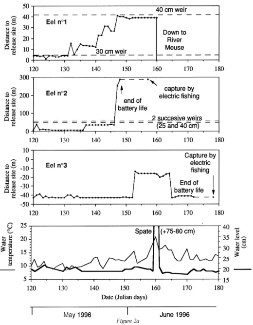 Figure 2a. Daily locations of radio-tagged eels with respect to their capture/release site, sited at 0 on the Y axis