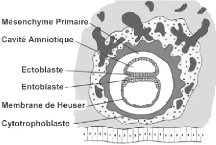 Figure 1: Apprentoile, université de Bordeaux, cours d’Embryologie générale et Fœtopathologie,  D