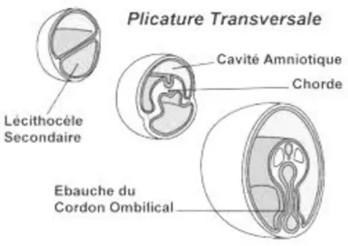 Figure 3: Apprentoile, université de Bordeaux, cours d’Embryologie générale et Fœtopathologie,  D