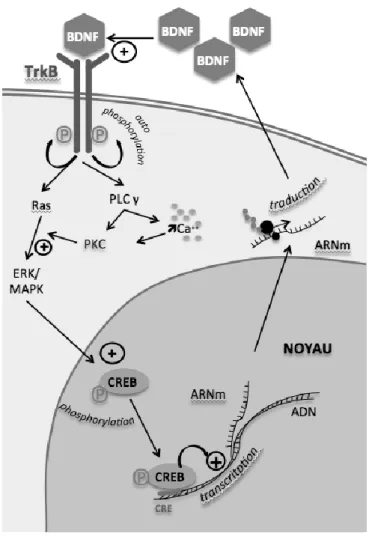 Figure 3. Voies de signalisation activées par la fixation de BDNF sur TrkB.  