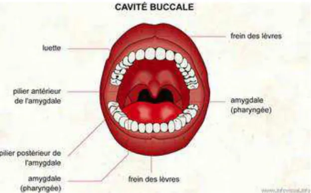 Figure n°1 : Schéma de la cavité buccale (d’après le site infovusial.info). 