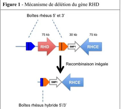 Figure 1 - Mécanisme de délétion du gène RHD 