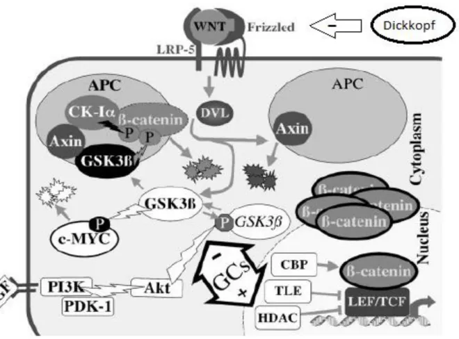 Figure 2 : Voie de signalisation Wnt/ β-caténine (18) 