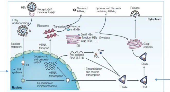 Figure 1- Cycle réplicatif du VHB dans les hépatocytes – d’après (3)  Le cycle de réplication du VHB nécessite l’action de la polymérase virale à deux reprises : 