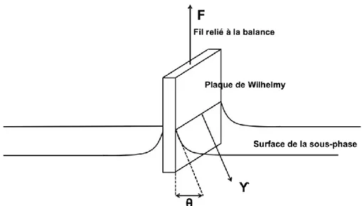 Figure 2-2. Schéma représentant la plaque de Wilhelmy à moitié immergée dans la sous-phase et le mouillage de sa surface