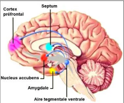 Figure 11 : Le système mésocorticolimbique 