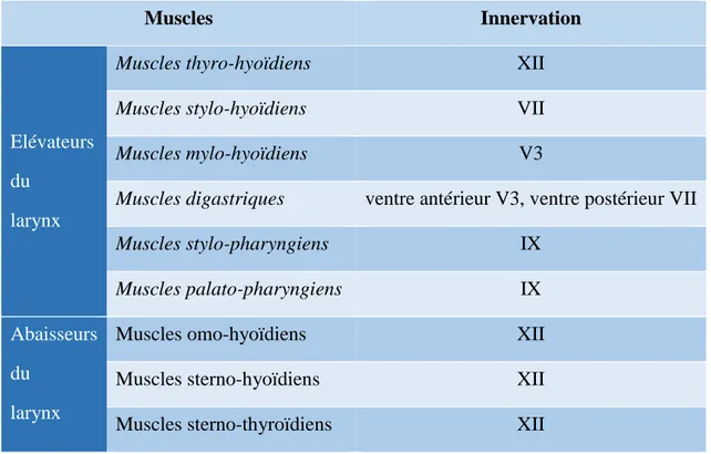 Tableau 1 : Innervation motrice des muscles extrinsèques du larynx 