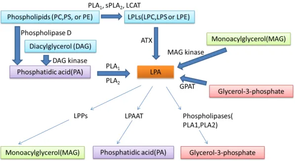 Figure 4. LPA metabolism schematic  LCAT: Lecithincholesterol acyltransferases  LPPs: lipid phosphate phosphatases 