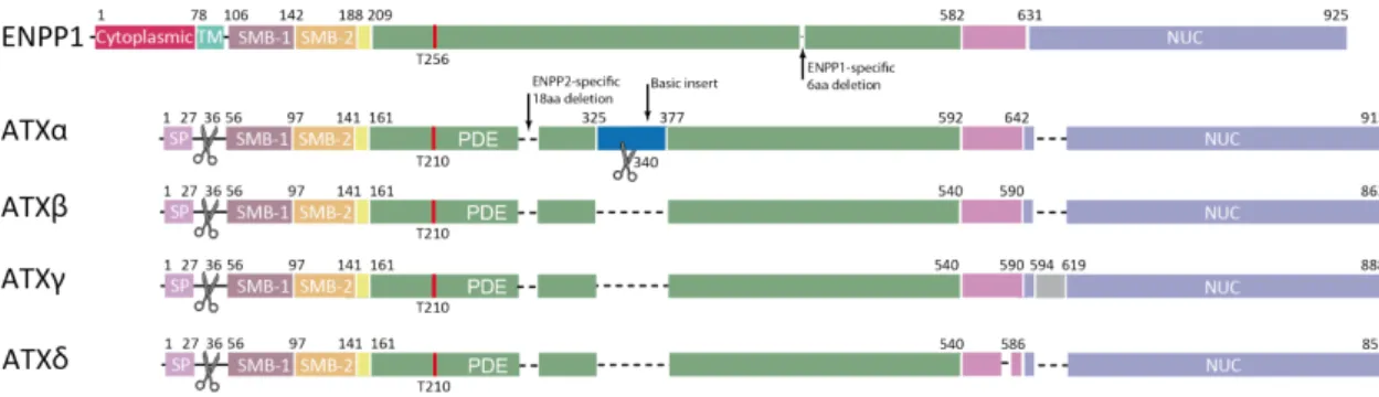 Figure 5B. Different domain organizations of ATX isoforms compared with that of  ENPP1