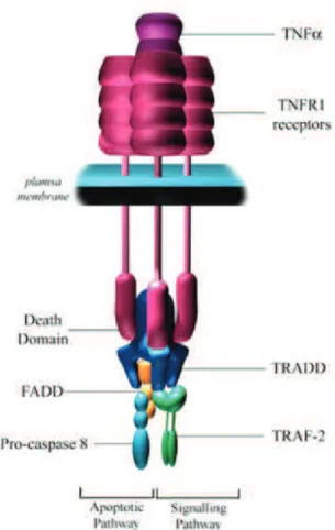 Figure 3 : Fixation du TNFα sur son récepteur pour l’activation de la protéine TRADD  d’après le site internet : http://www.reading.ac.uk/nitricoxide/intro/apoptosis/receptor.htm 