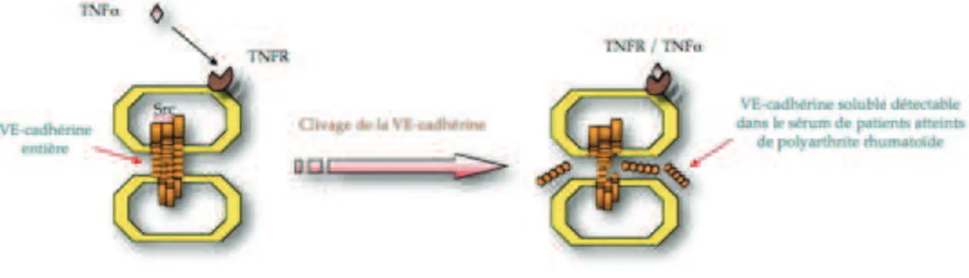 Figure 4 : Clivage de la VE cadhérine après la fixation du TNF sur son récepteur et  l’activation de la kinase Src, d’après Adama Sidivé sur le site internet http://www-dsv.cea.fr