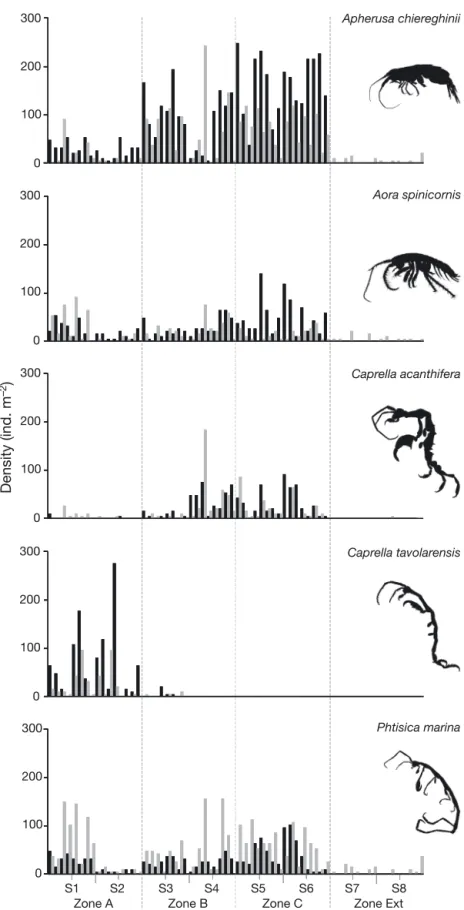 Fig. 3. Density values (ind. m −2 ) of the amphipod species that contributed most to the dissimilarity among the different protection levels of the 4 zones at the TMPA in 2007 (black) and 2008 (grey)