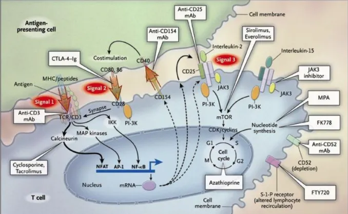 Figure 11 : Mécanisme d’action des différents immunosuppresseurs en transplantation rénale