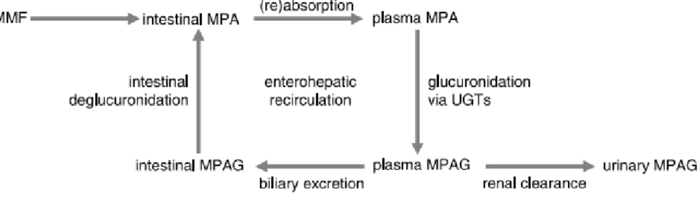 Figure 14 : Pharmacocinétique de l’acide MMF. The Impact of Renal Allograft Function on Exposure and  Elimination of MPA and It’s Metabolite MPA 7-O-glucuronide(58) 