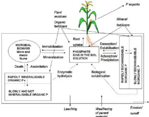 Fig. 2-4 Scheme of soil phosphorus cycle. (Tamburini et al. 2014) 