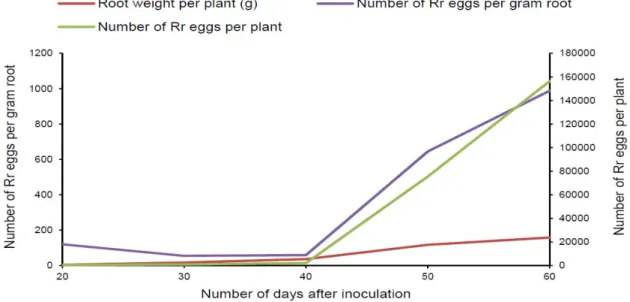 Figure 2: Number of R. reniformis (Rr) eggs collected on G. hirsutum (cv C2) 20, 30, 40, 50 and 60 days after inoculation of 5,000  eggs