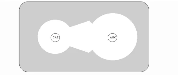 Figure 2 : schéma de synergie en « bouchon de champagne » sur antibiogramme 