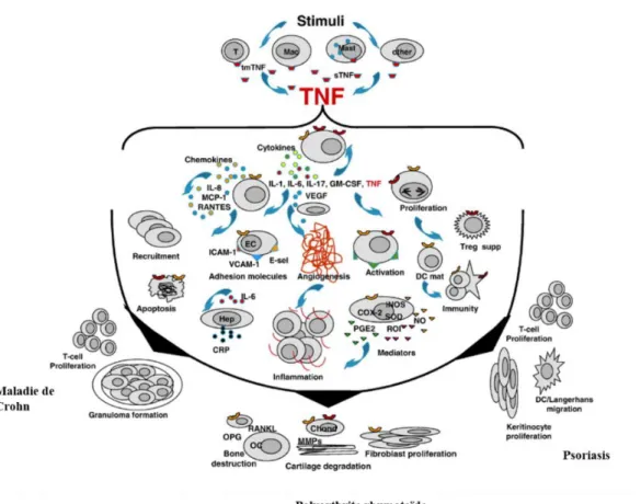 Figure 5 : Implication du TNFα dans les 3 maladies inflammatoires chroniques : la polyarthrite  rhumatoïde, le psoriasis et la maladie de Crohn (52).