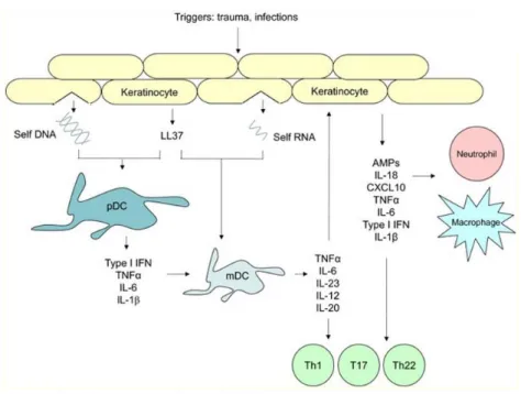 Figure 7 : Voies de l’inflammation dans le psoriasis (54) . 