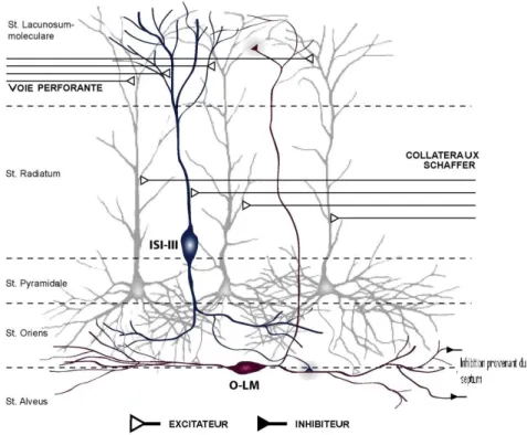 Figure 5 : Représentation schématique de la position des cellules pyramidales, ISIs-III et  des interneurones O-LM dans le circuit de la région CA1 de l‟hippocampe 