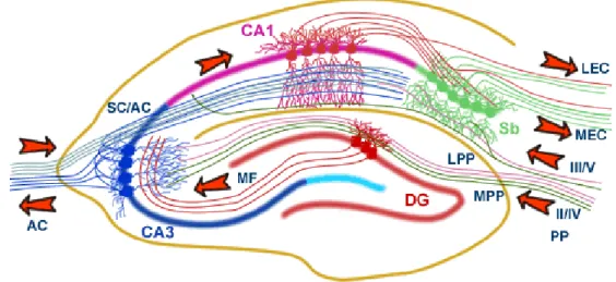 Figure 1 : Organisation anatomique de l‟hippocampe 