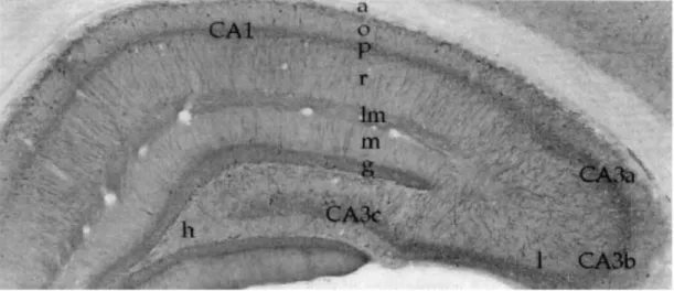 Figure 2 : Section coronale de l‟hippocampe 