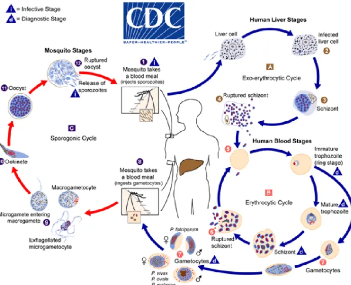Figure 1. Cycle du Plasmodium (CDC – Malaria - About malaria - Biology)  https://www.cdc.gov/malaria/images/graphs/life_cycle/Malaria_LifeCycle_1.gif 