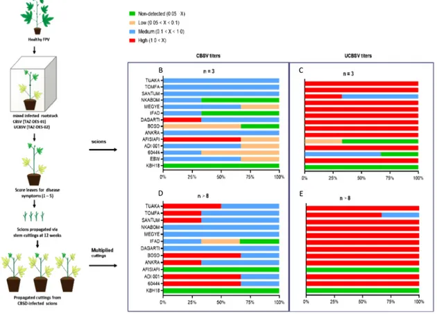 Figure 2. Cassava brown streak virus (CBSV) (TAZ-DES-01) and Ugandan cassava brown streak virus  (UCBSV) (TAZ-DES-02) titers in scions and cuttings multiplied from scions at 12 weeks