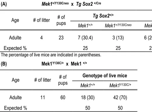 Table 1: Generation of Mek1 +/Y130C  mice. 