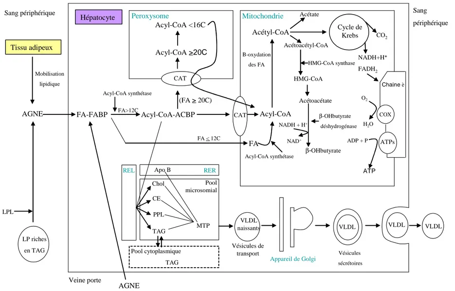 Figure 2 : Principales réactions du métabolisme hépatique des acides gras à chaîne courte, moyenne et longue chez le ruminant (modifiée à partir de Gruffat et  al., 1996 ; Hocquette et Bauchart, 1999) 