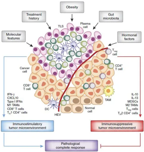 Figure 2 Facteurs influençant la réponse immunitaire dans les cancers du sein. Tirée de Kroemer et al